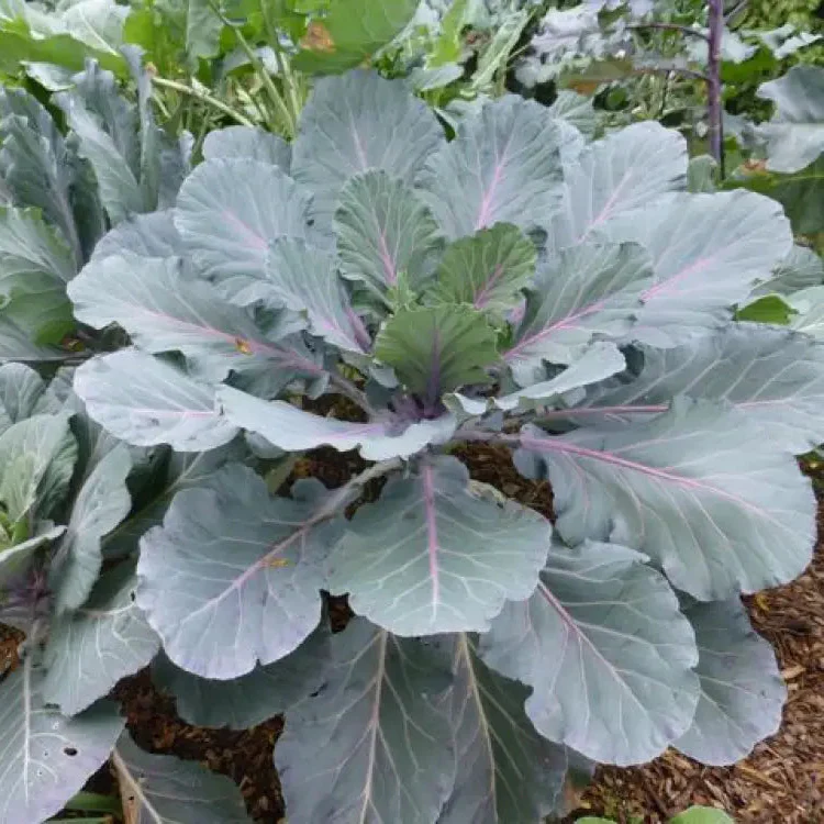 Ole Timey Blue Collards Vegetable Seeds, High-Quality Seeds for Gardening Enthusiasts, Explore Our Diverse Seed Collection - Image 3