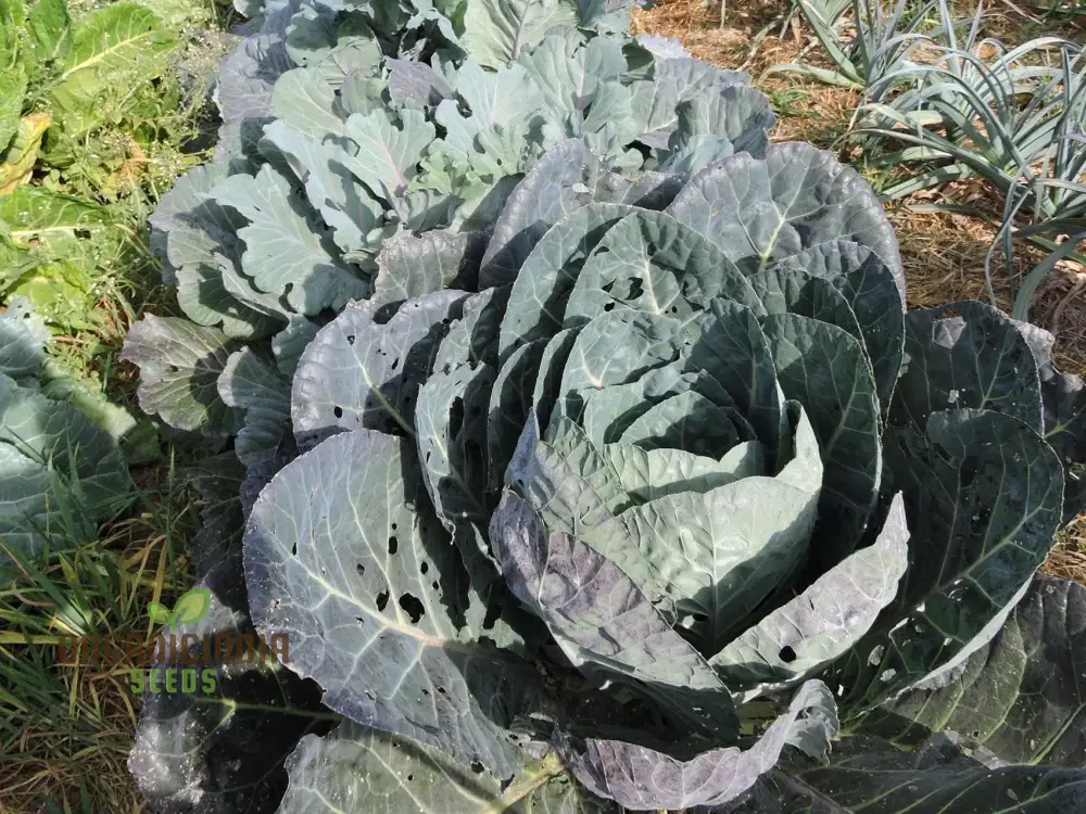 Ole Timey Blue Collards Vegetable Seeds, High-Quality Seeds for Gardening Enthusiasts, Explore Our Diverse Seed Collection - Image 4