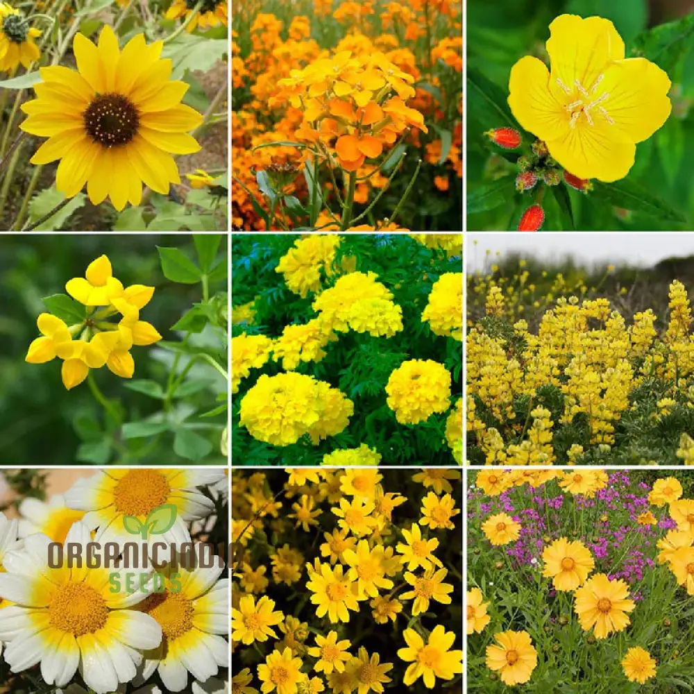 Ole Yeller Wildflower Mix Seeds For Planting, Bright Yellow Blooms