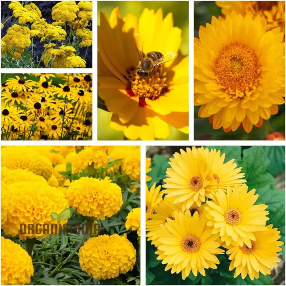Ole Yeller Wildflower Mix Seeds For Planting, Bright Yellow Blooms - Image 3