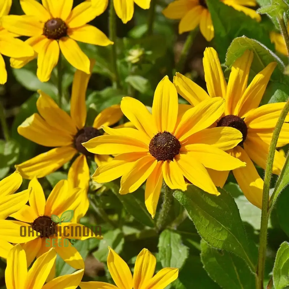 Ole Yeller Wildflower Mix Seeds For Planting, Bright Yellow Blooms - Image 4