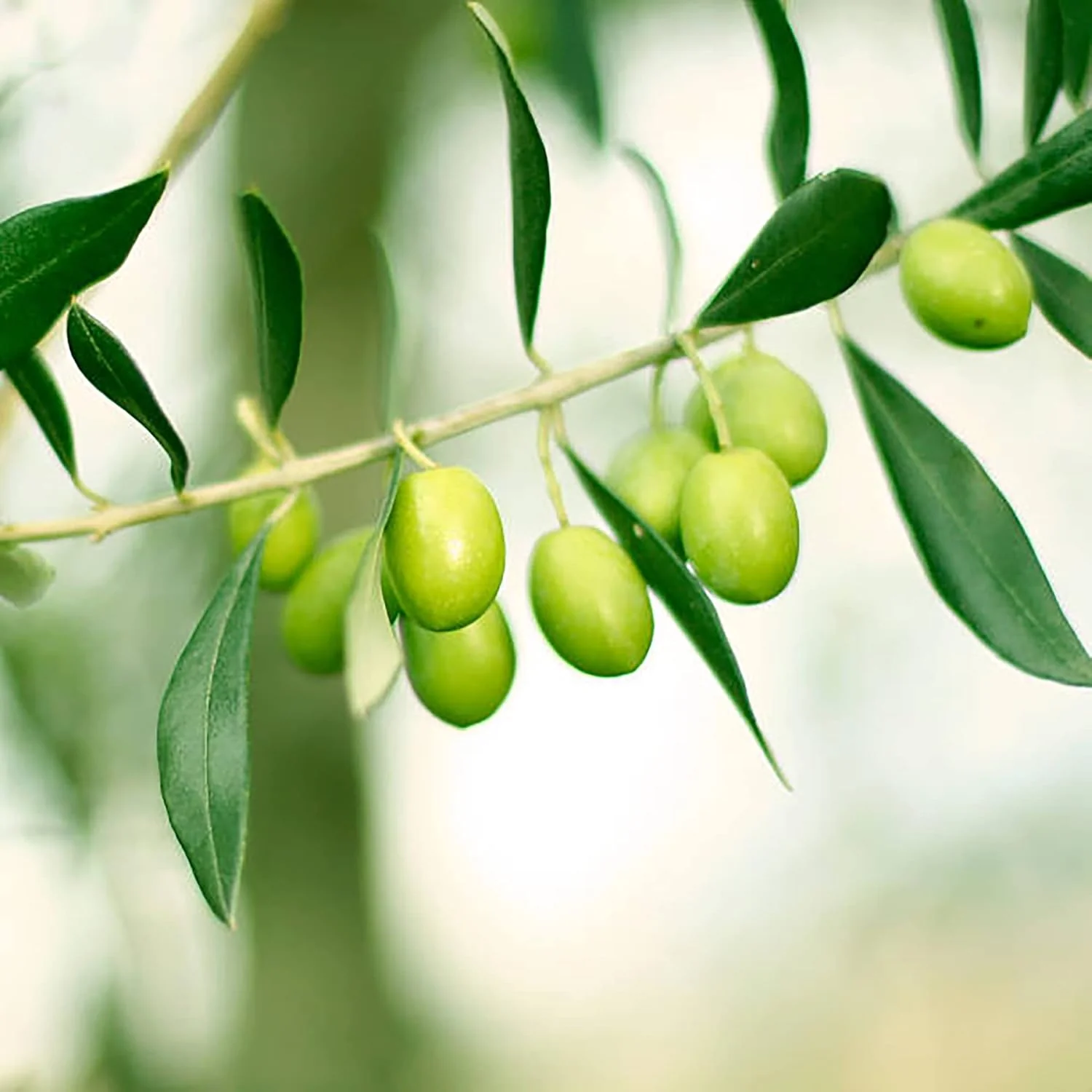 Olive Fruit Tree Seeds for Planting Non GMO, Evergreen Perennial