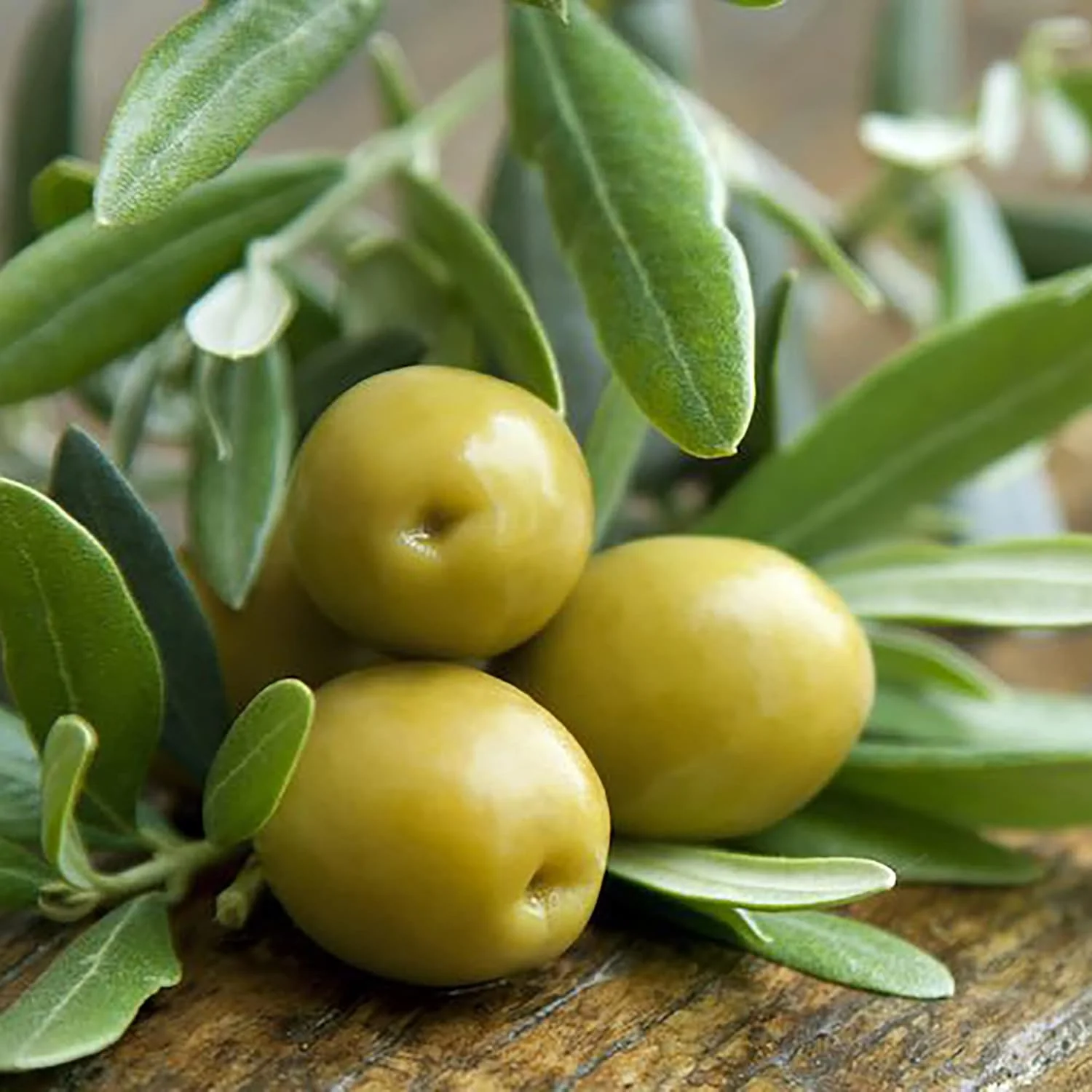 Olive Fruit Tree Seeds for Planting Non GMO, Evergreen Perennial - Image 3