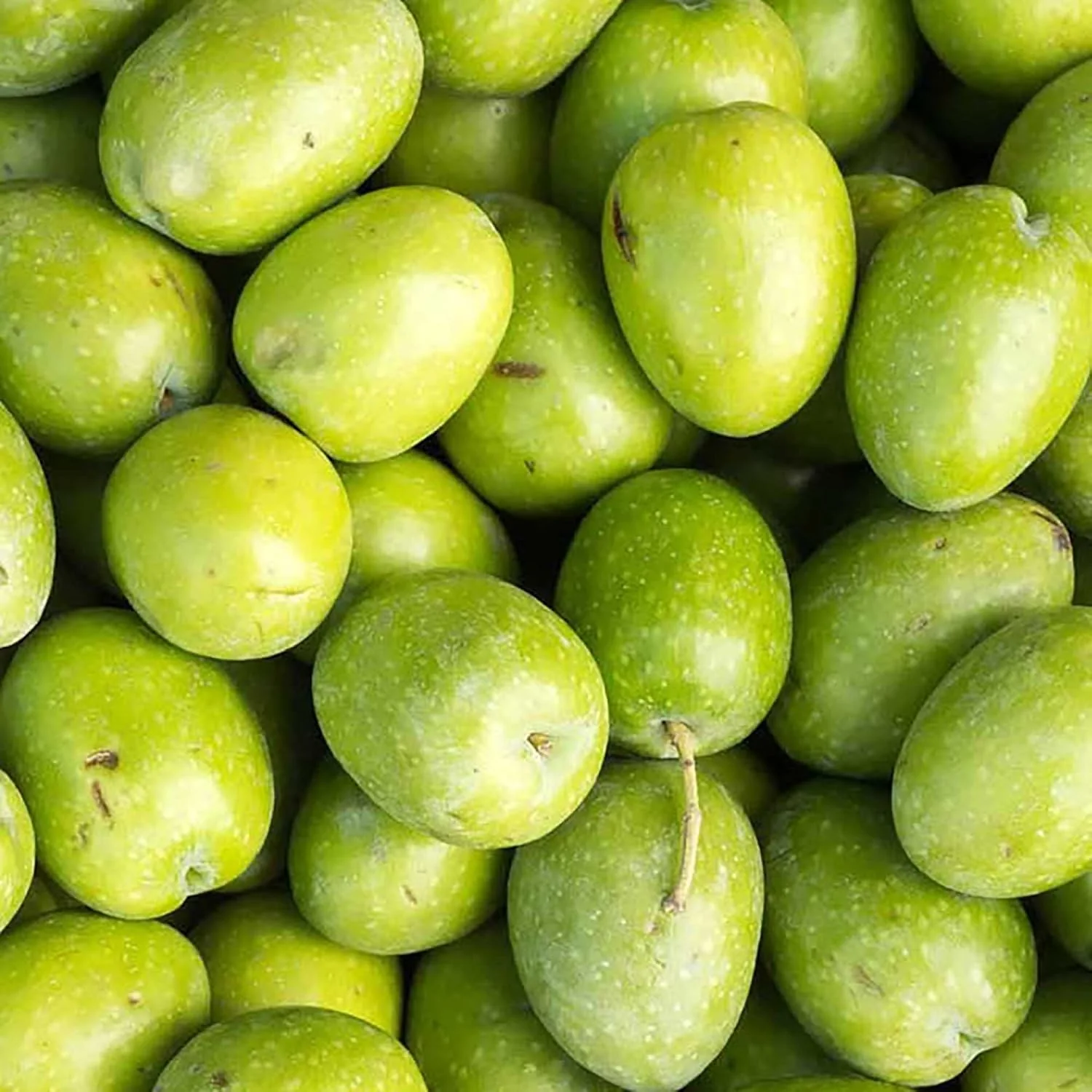 Olive Fruit Tree Seeds for Planting Non GMO, Evergreen Perennial - Image 5