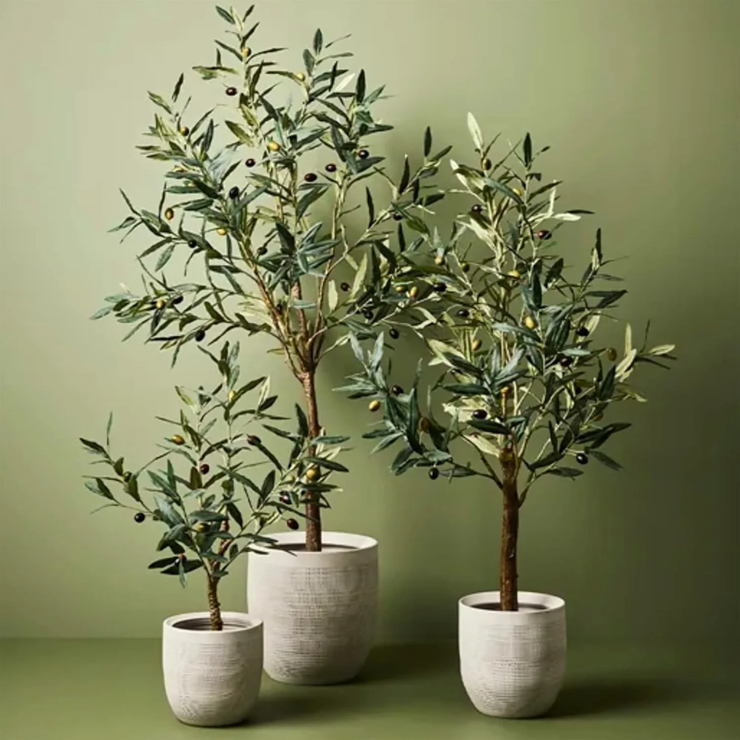 Olive Fruit Tree Seeds for Planting Non GMO, Evergreen Perennial - Image 6