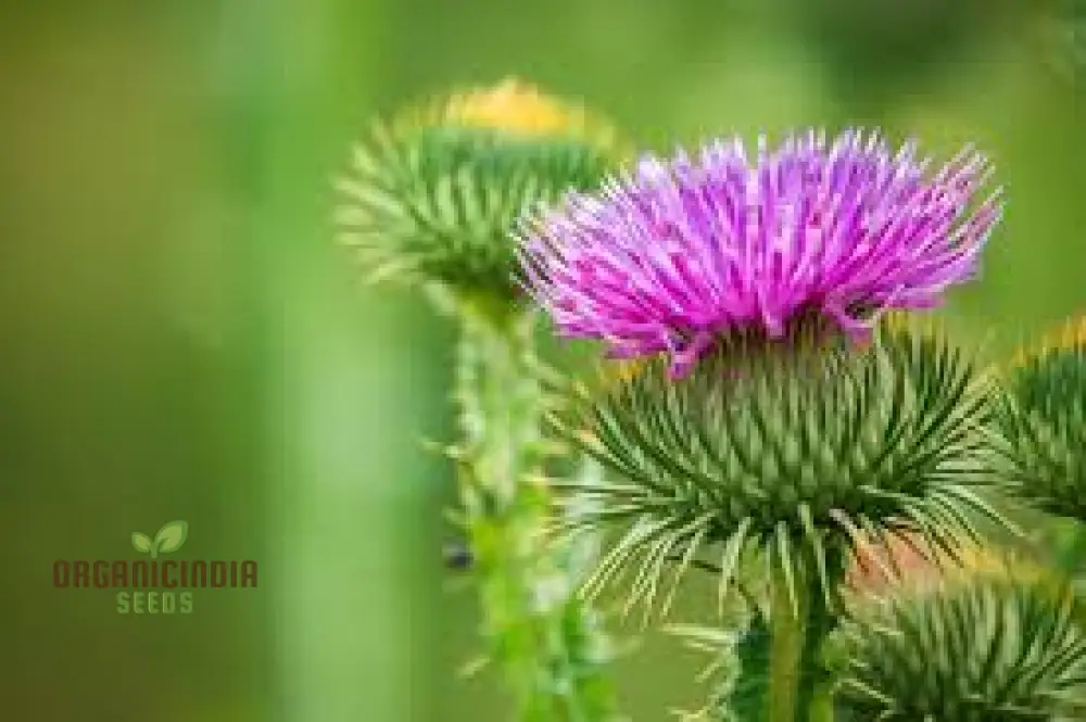 Onopordum Acanthium Seeds (Scotch Thistle Seeds) - Hardy Biennial for Gardening Enthusiasts