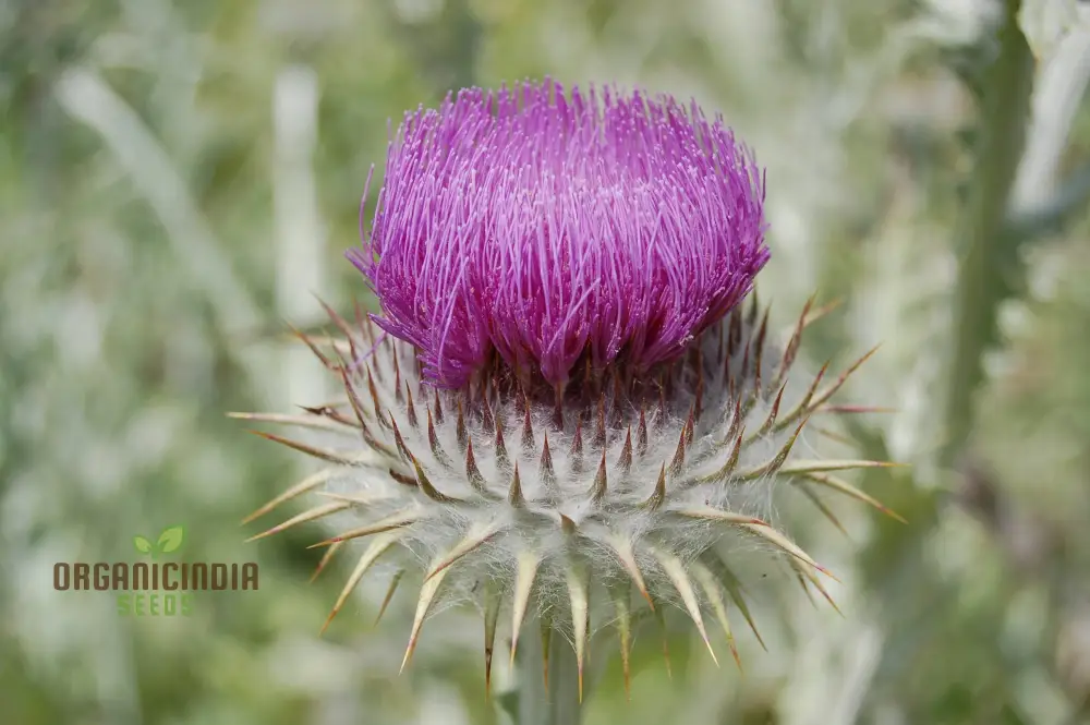 Onopordum Acanthium Seeds (Scotch Thistle Seeds) - Hardy Biennial for Gardening Enthusiasts - Image 3