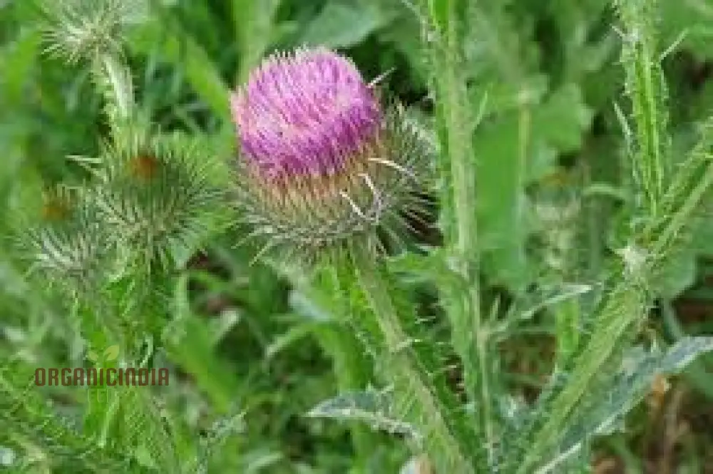 Onopordum Acanthium Seeds (Scotch Thistle Seeds) - Hardy Biennial for Gardening Enthusiasts - Image 4