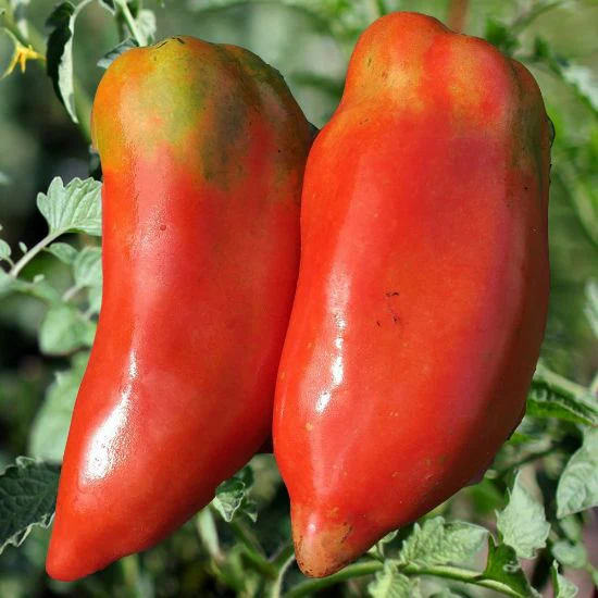 Opalka Tomato Seeds – Heirloom Paste Tomato for Rich, Flavorful Sauces - Image 3