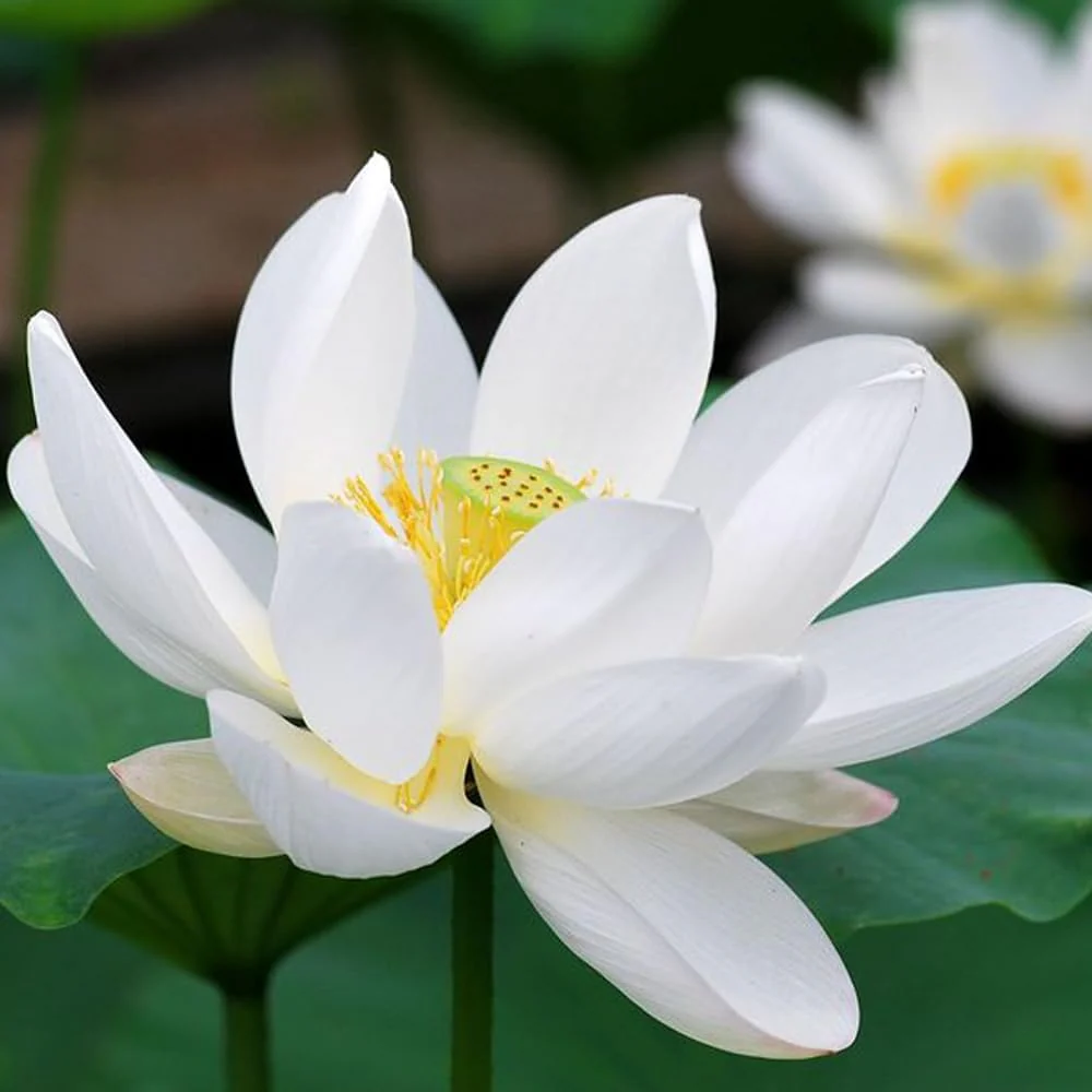 Lotus Seeds (Open Mouth Bonsai Lotus Seeds) - Compact Decorative Water Lily Blooms - Image 3