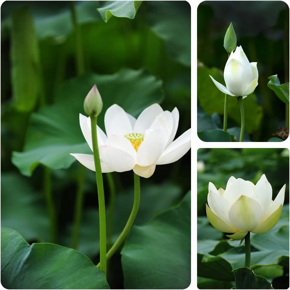 Lotus Seeds (Open Mouth Bonsai Lotus Seeds) - Compact Decorative Water Lily Blooms - Image 4