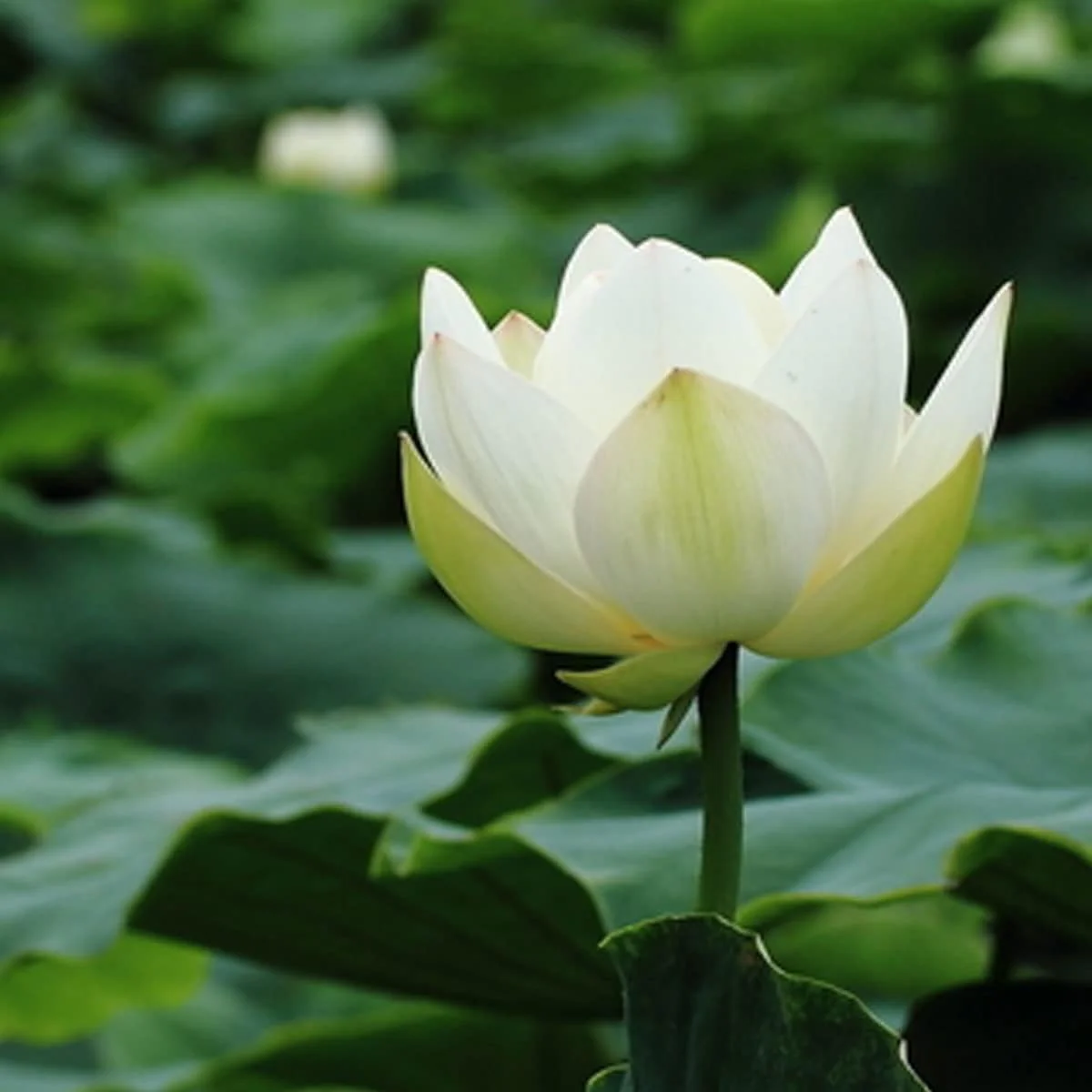 Lotus Seeds (Open Mouth Bonsai Lotus Seeds) - Compact Decorative Water Lily Blooms - Image 5