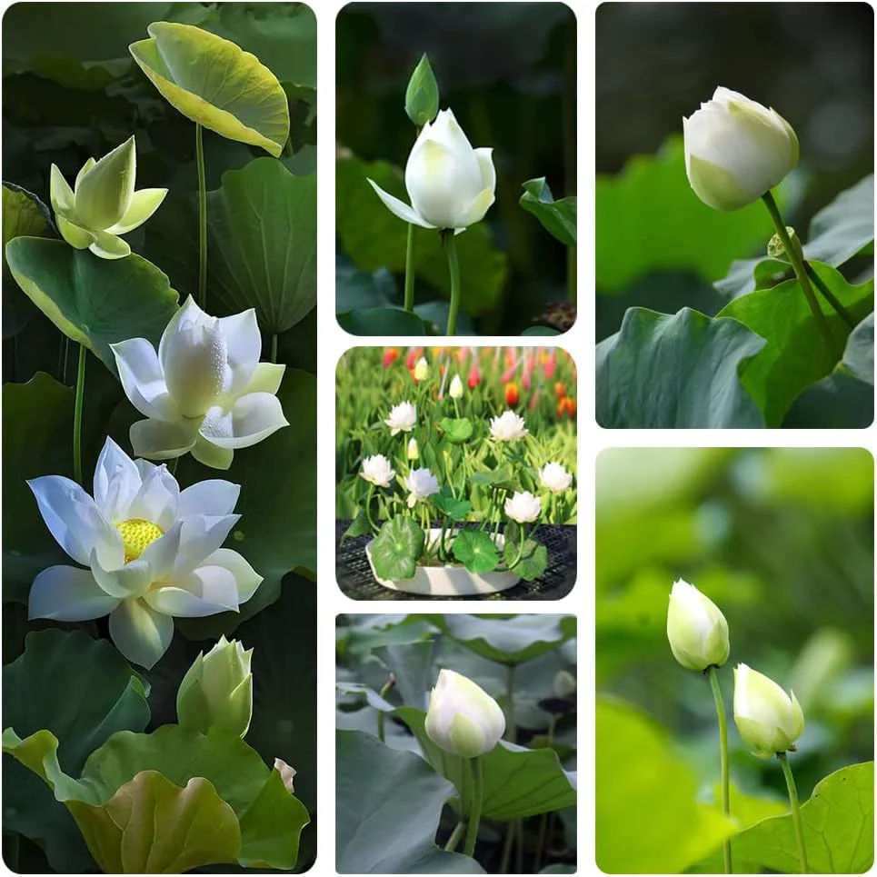 Lotus Seeds (Open Mouth Bonsai Lotus Seeds) - Compact Decorative Water Lily Blooms - Image 6
