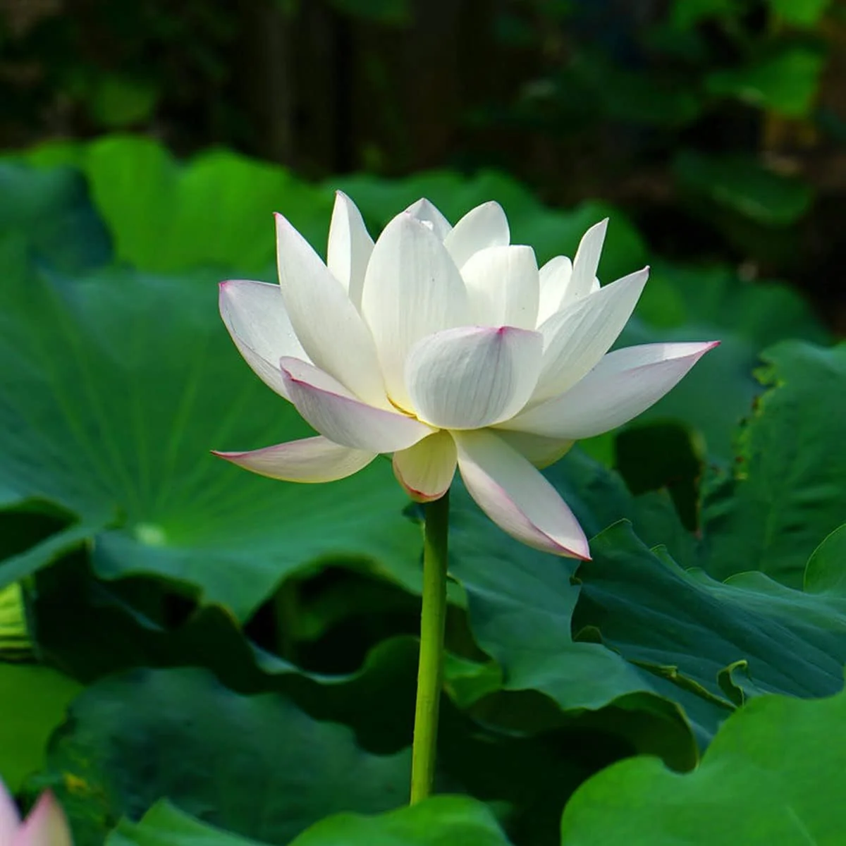 Lotus Seeds (Open Mouth Bonsai Lotus Seeds) - Compact Decorative Water Lily Blooms - Image 7