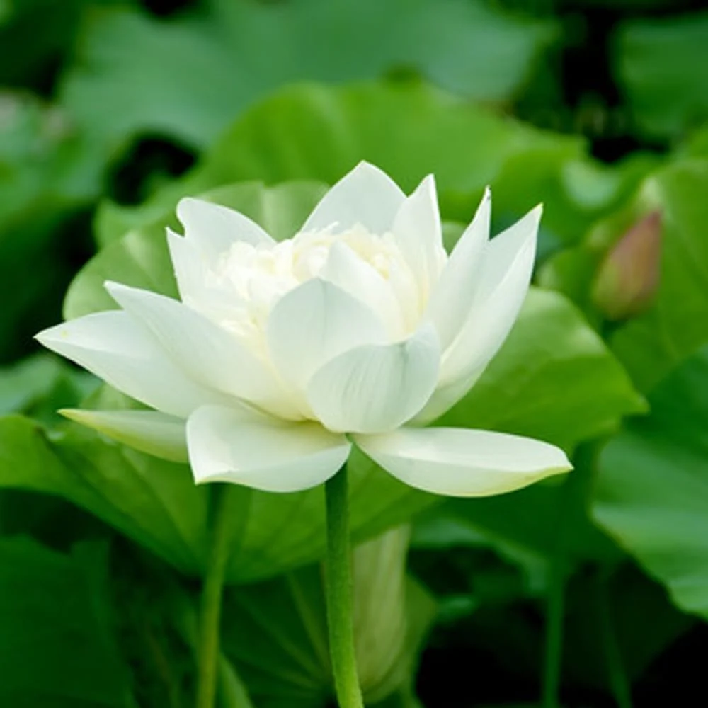 Lotus Seeds (Open Mouth Bonsai Lotus Seeds) - Compact Decorative Water Lily Blooms - Image 8
