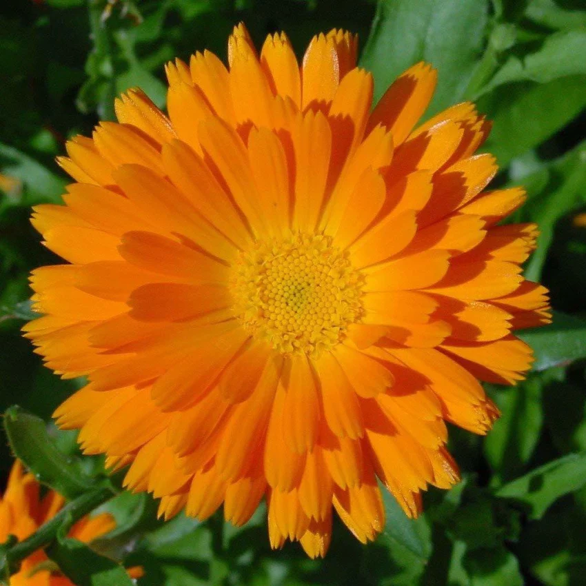 Orange Aster Flower Seeds , Rare Vibrant Blooms, Easy to Grow, Non-GMO