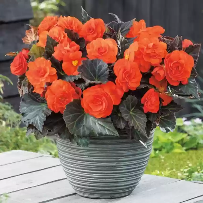 Orange Begonia Seeds – Bright & Exotic Blooms, Non-GMO, Easy to Grow