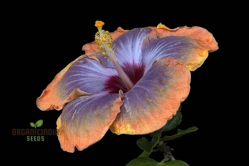 Orange Blue Orange Hibiscus Seeds for Planting - 100 pcs - Image 3