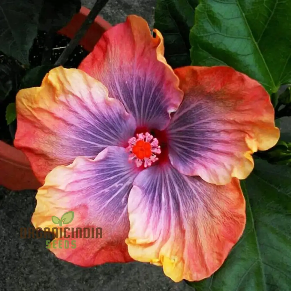 Orange Blue Orange Hibiscus Seeds for Planting - 100 pcs - Image 4