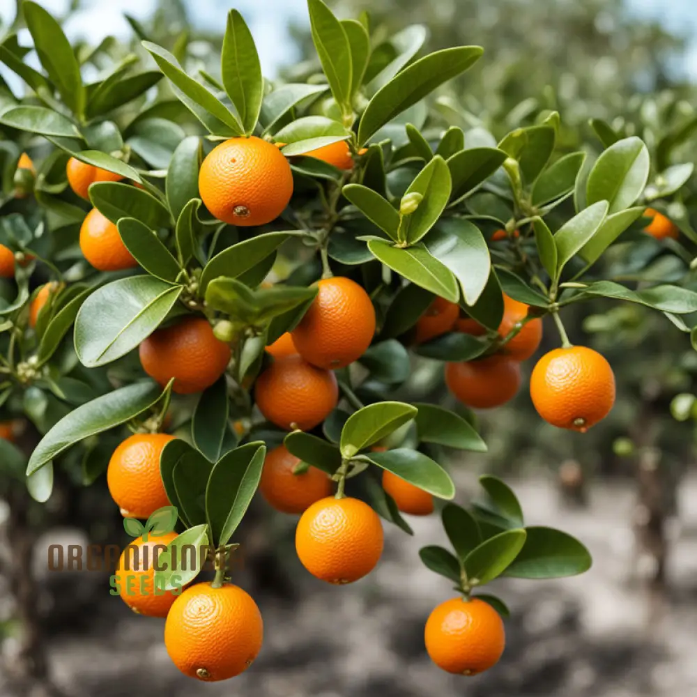 Orange Calamondin Seeds, Citrus Seed For Planting, Exotic Orange Calamondin Fruit Seeds Grow Your Own Citrus Delight - Image 3