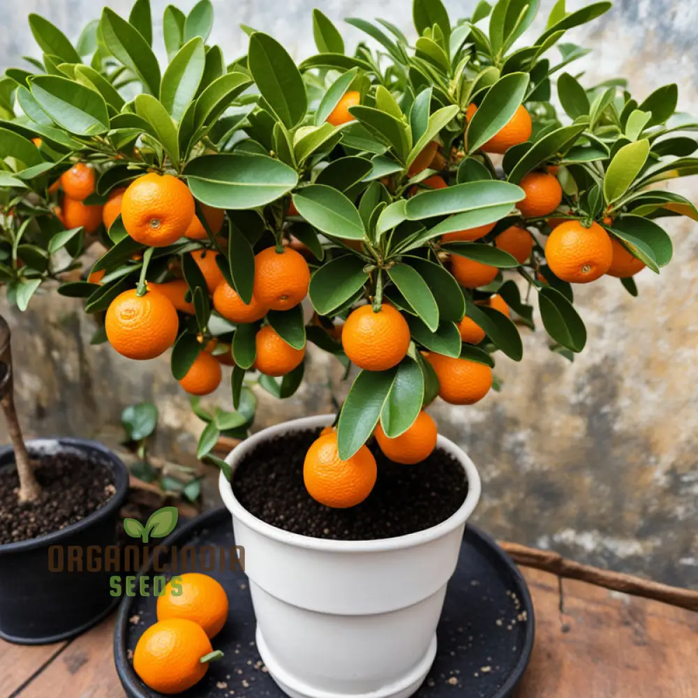 Orange Calamondin Seeds, Citrus Seed For Planting, Exotic Orange Calamondin Fruit Seeds Grow Your Own Citrus Delight - Image 4