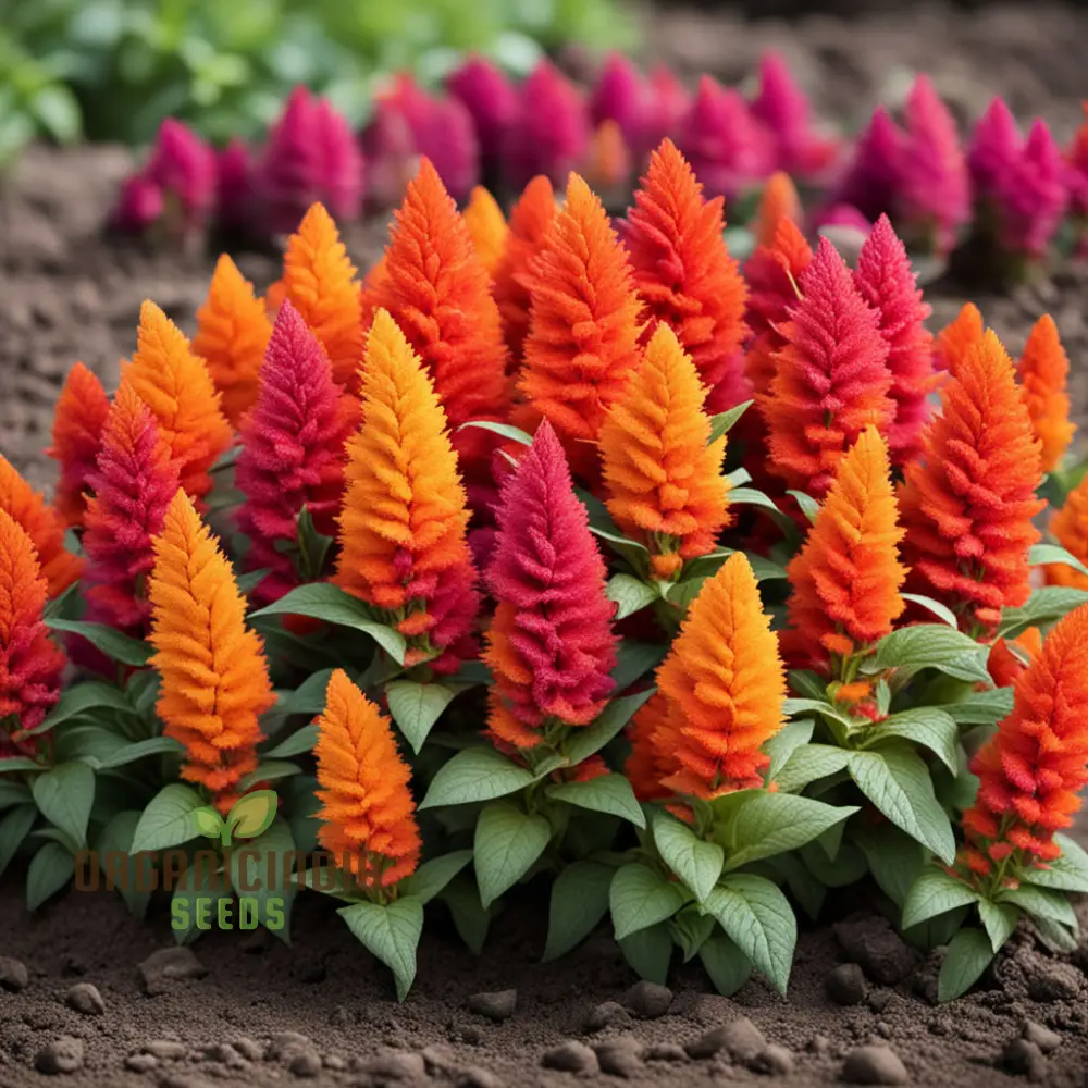 Orange Celosia Seeds Mix - Vibrant Plumes for Dazzling Garden Displays