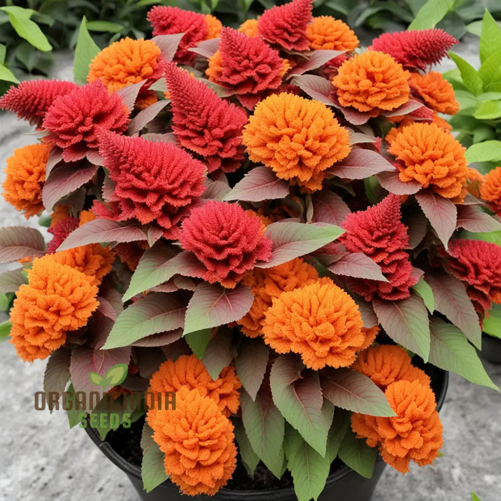 Orange Celosia Seeds Mix - Vibrant Plumes for Dazzling Garden Displays - Image 4