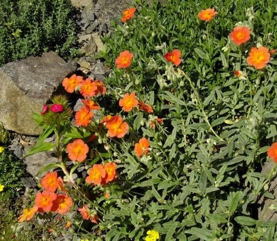 Orange Creeping Thyme Seeds - Non-GMO Perennial Fragrant, Low Maintenance Ground Cover (100 Pcs) - Image 3