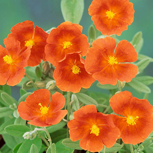 Orange Creeping Thyme Seeds - Non-GMO Perennial Fragrant, Low Maintenance Ground Cover (100 Pcs) - Image 4