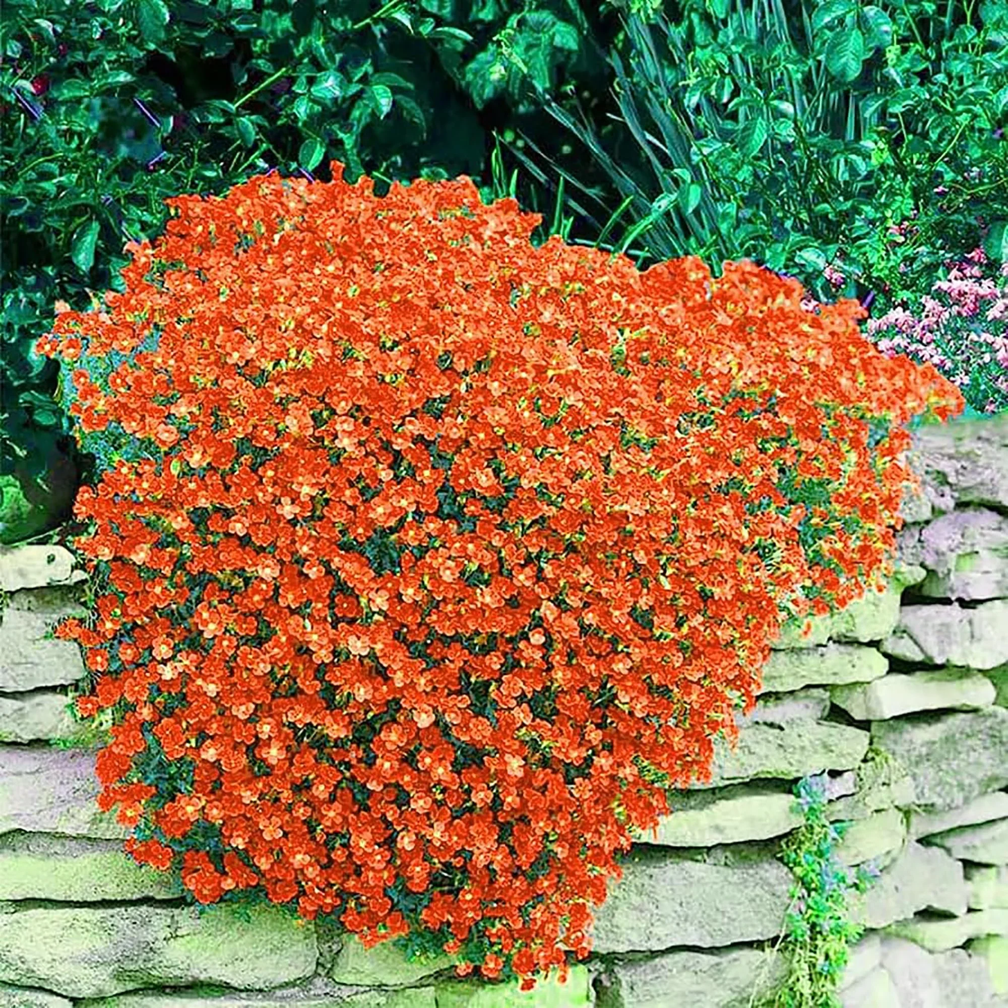 Orange Creeping Thyme Seeds - Non-GMO Perennial Fragrant, Low Maintenance Ground Cover (100 Pcs) - Image 5