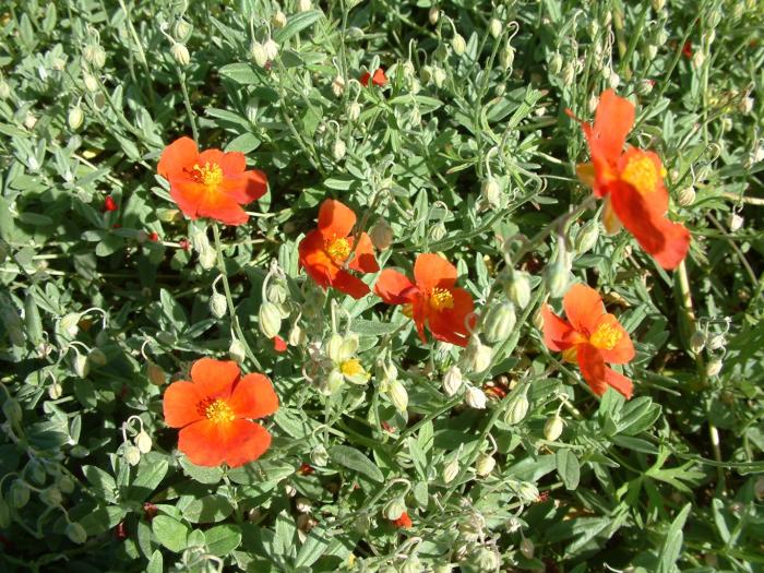Orange Creeping Thyme Seeds - Non-GMO Perennial Fragrant, Low Maintenance Ground Cover (100 Pcs) - Image 6