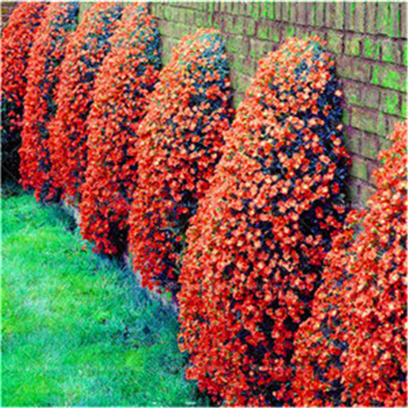 Orange Creeping Thyme Seeds Non GMO, Perennial, Fragrant And Low Maintenance Herb Seeds for Home Garden