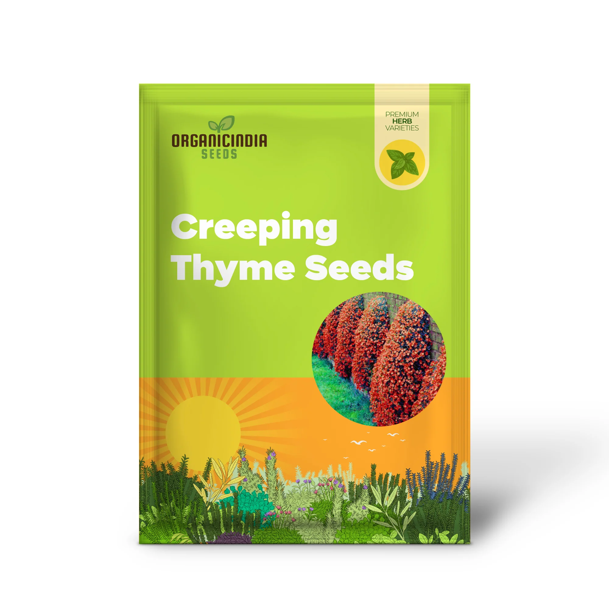 Orange Creeping Thyme Seeds Non GMO, Perennial, Fragrant And Low Maintenance Herb Seeds for Home Garden - Image 2
