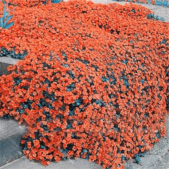 Orange Creeping Thyme Seeds Non GMO, Perennial, Fragrant And Low Maintenance Herb Seeds for Home Garden - Image 3