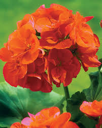 Orange Geranium Seeds – Bright Fiery Blooms for Garden Planting - Image 2