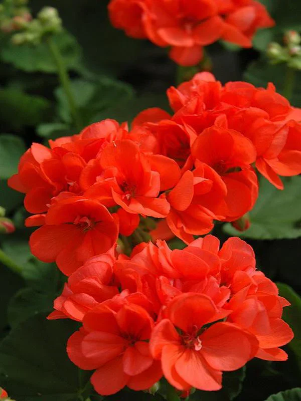 Orange Geranium Seeds – Bright Fiery Blooms for Garden Planting - Image 3