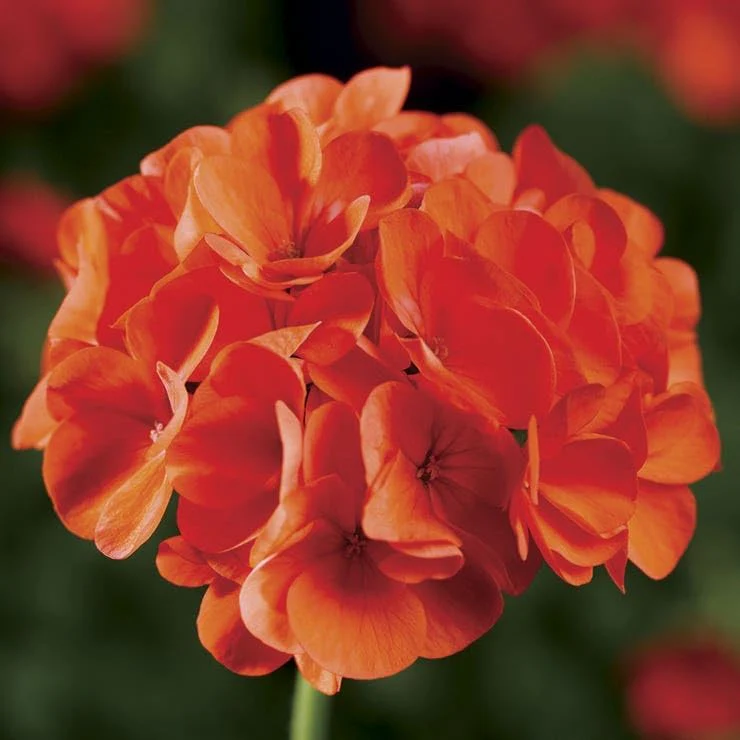 Orange Geranium Seeds – Bright Fiery Blooms for Garden Planting - Image 4