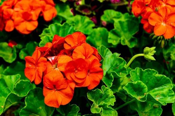 Orange Geranium Seeds – Bright Fiery Blooms for Garden Planting - Image 5