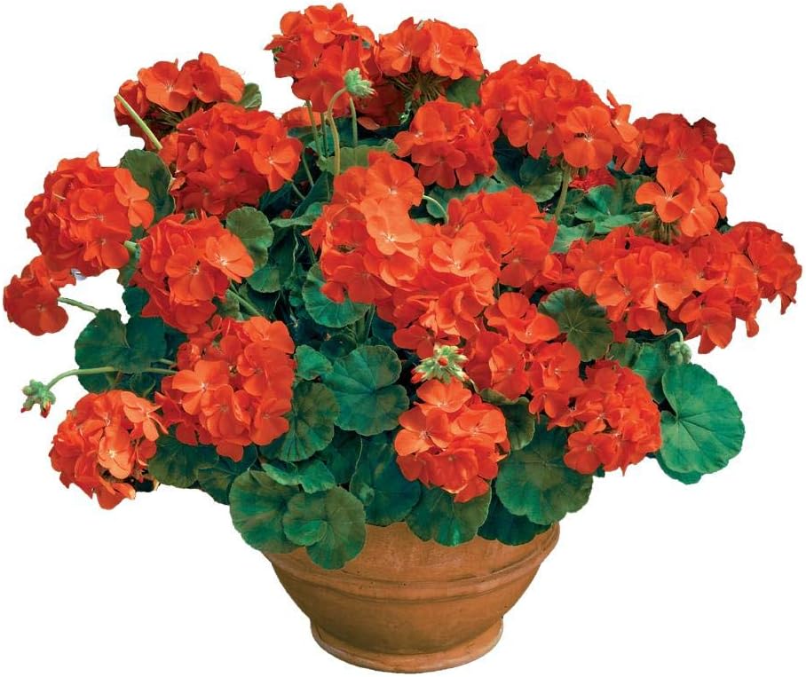 Orange Geranium Seeds – Bright Fiery Blooms for Garden Planting - Image 6