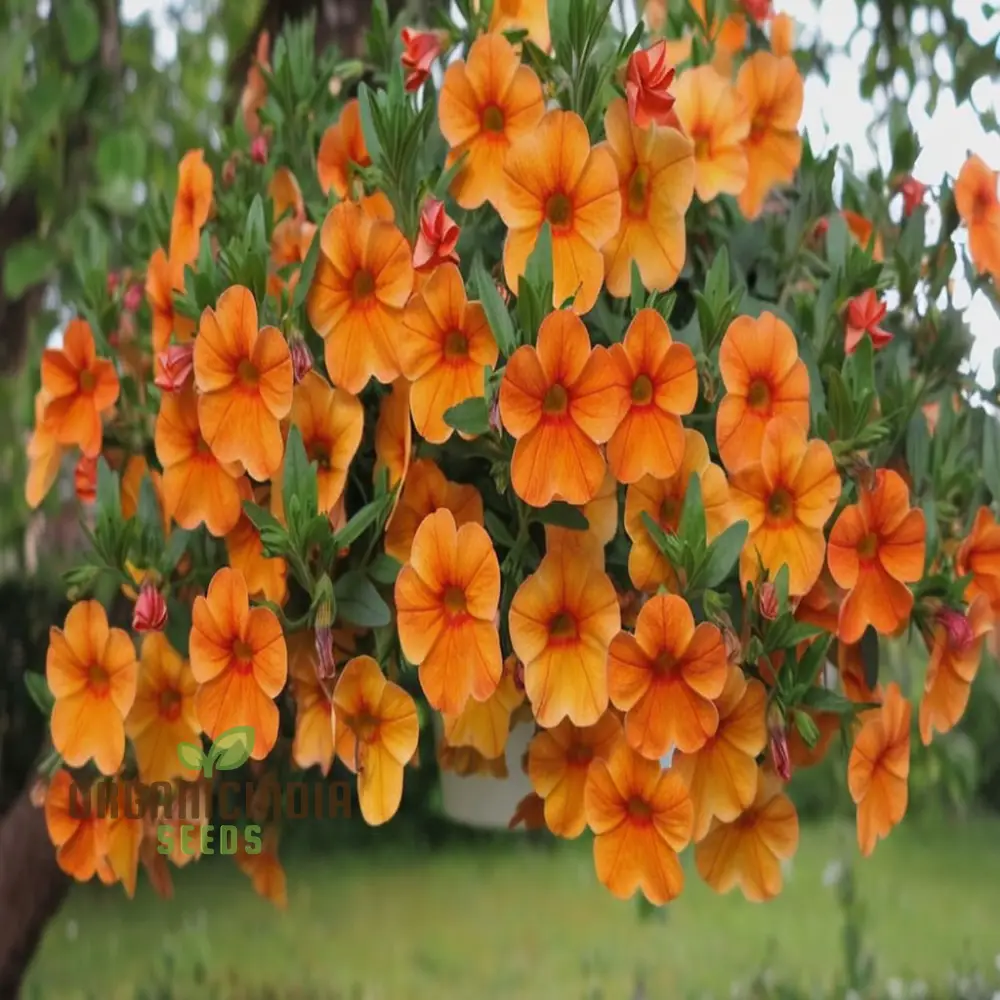 Orange Hanging Petunia Flower Seeds – Cascading Trailing Blooms for Baskets, Balcony Railings, Garden Pots & Outdoor Decorative Displays
