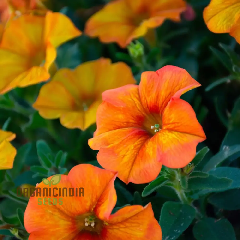Orange Hanging Petunia Flower Seeds – Cascading Trailing Blooms for Baskets, Balcony Railings, Garden Pots & Outdoor Decorative Displays - Image 4