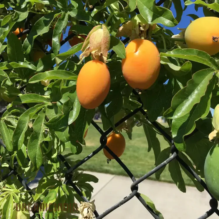 Orange Passion Fruit Seeds for Planting, Cultivate Your Garden with Exotic Passiflorine Fruit Seeds