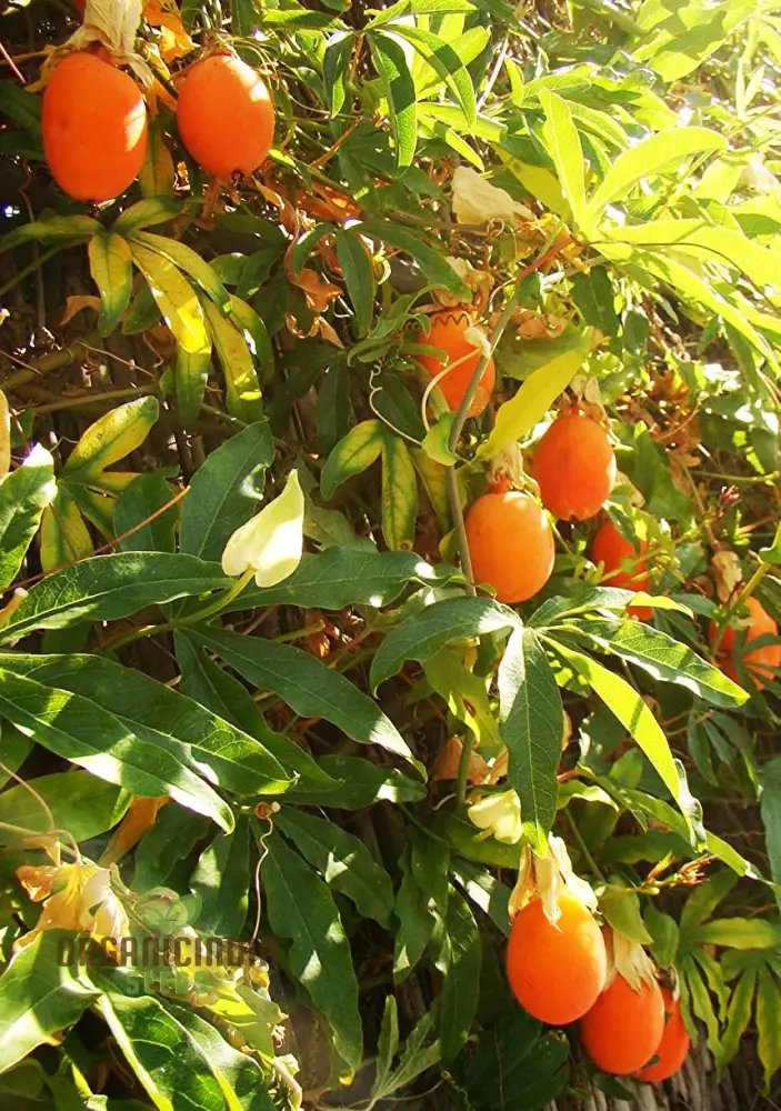 Orange Passion Fruit Seeds for Planting, Cultivate Your Garden with Exotic Passiflorine Fruit Seeds - Image 2