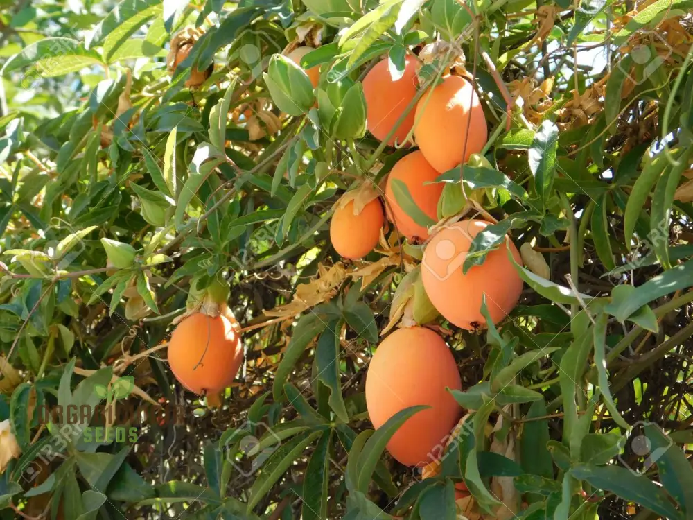 Orange Passion Fruit Seeds for Planting, Cultivate Your Garden with Exotic Passiflorine Fruit Seeds - Image 4