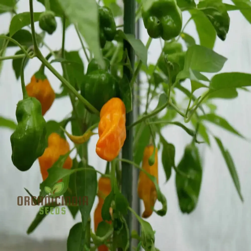 Orange Pepperoncini Hot Pepper Seeds - Spicy and Tangy Peppers for Flavorful Dishes