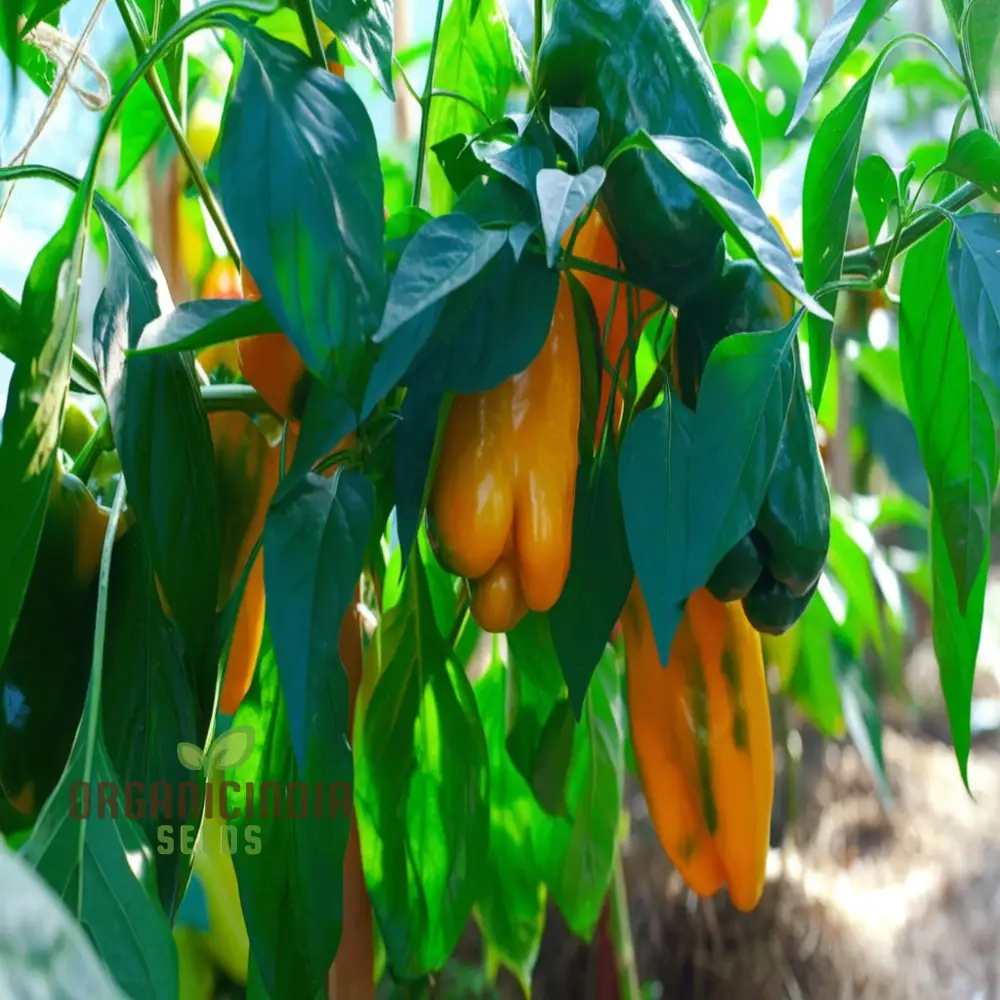Orange Pepperoncini Hot Pepper Seeds - Spicy and Tangy Peppers for Flavorful Dishes - Image 3