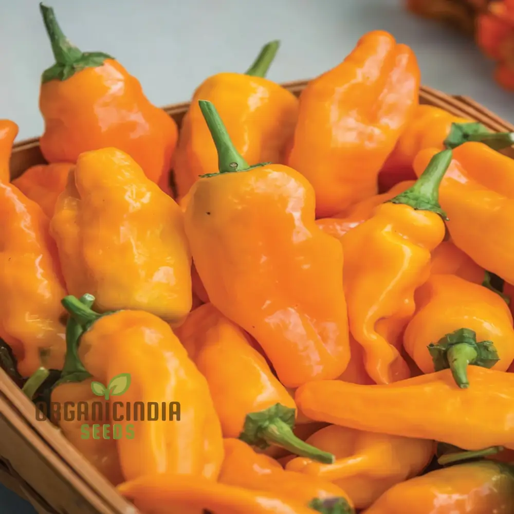 Orange Pepperoncini Hot Pepper Seeds - Spicy and Tangy Peppers for Flavorful Dishes - Image 4
