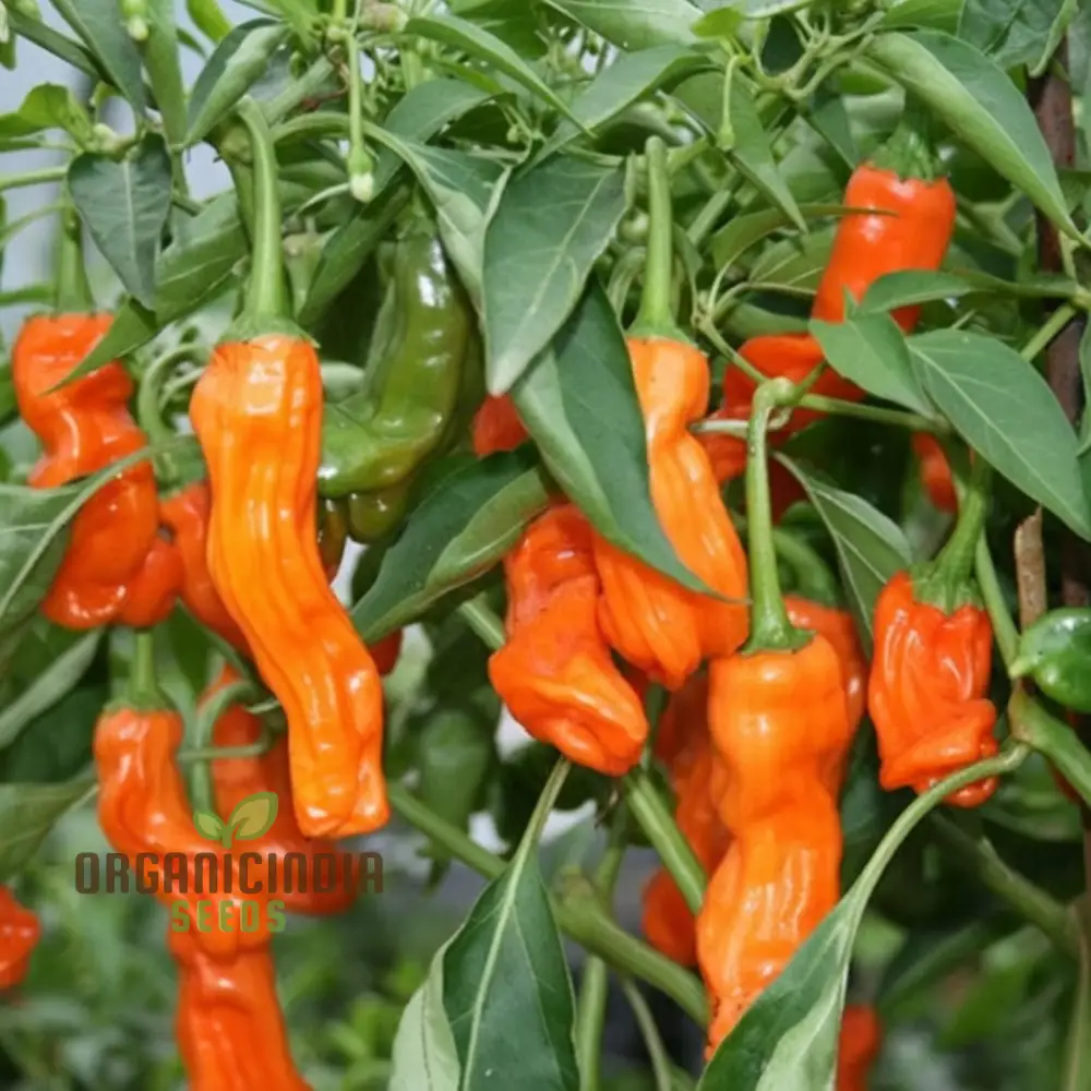 Orange Peter Pepper Plant Seeds - Unique and Spicy Peppers for Vibrant Garden Harvests