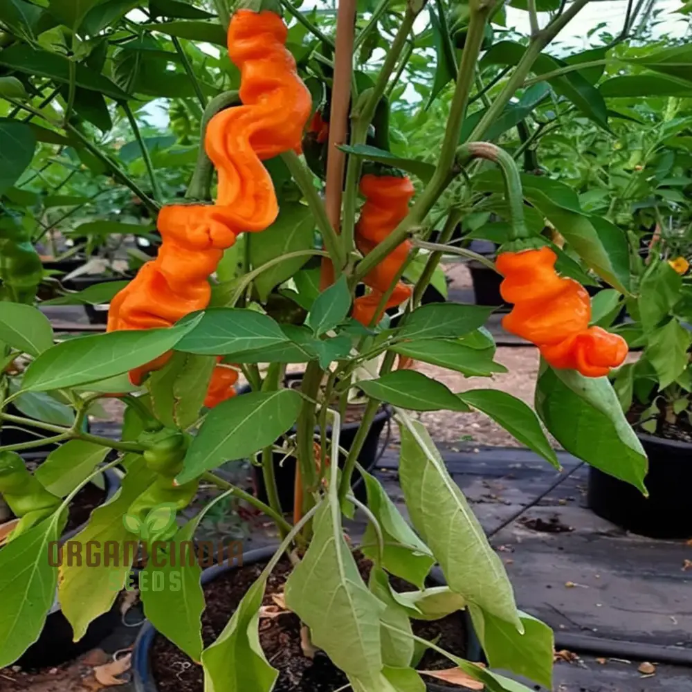 Orange Peter Pepper Plant Seeds - Unique and Spicy Peppers for Vibrant Garden Harvests - Image 3