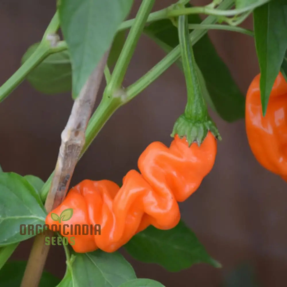 Orange Peter Pepper Plant Seeds - Unique and Spicy Peppers for Vibrant Garden Harvests - Image 4